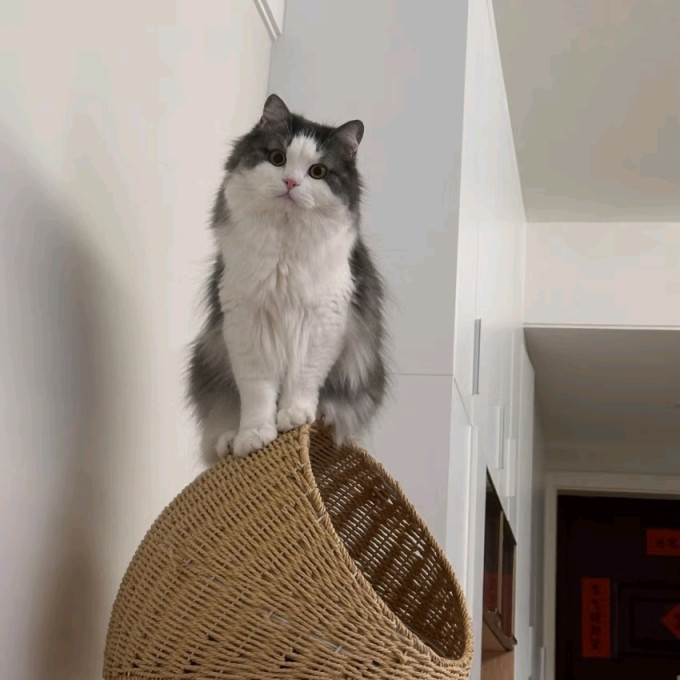 好主人猫咪干粮