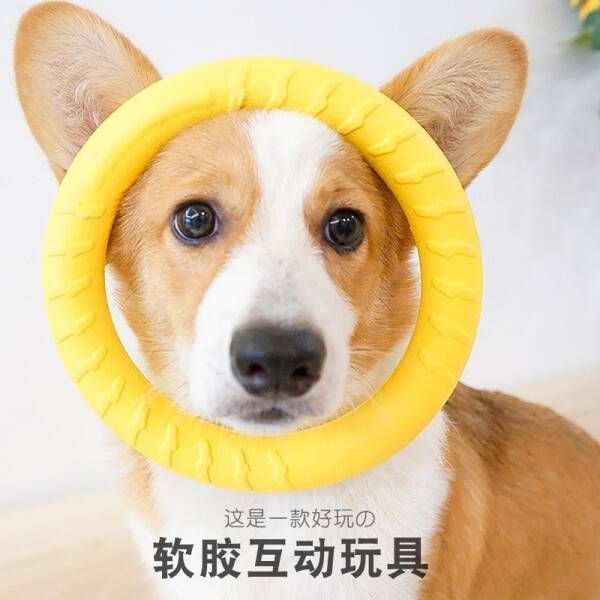 狗狗玩具磨牙棒 互动拉环飞盘 拉环狗球磨牙
