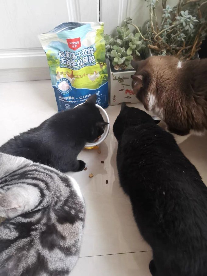 顽皮猫咪干粮