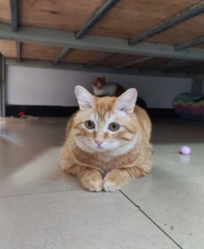 里兜猫砂