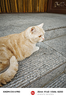 这款猫砂不错，又是愉快撸猫的一天！！