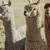 羊驼毛Alpaca，穿越安第斯山脉的时尚传奇