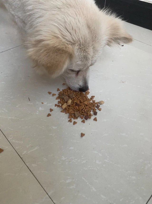 真心推荐给各位铲屎官！