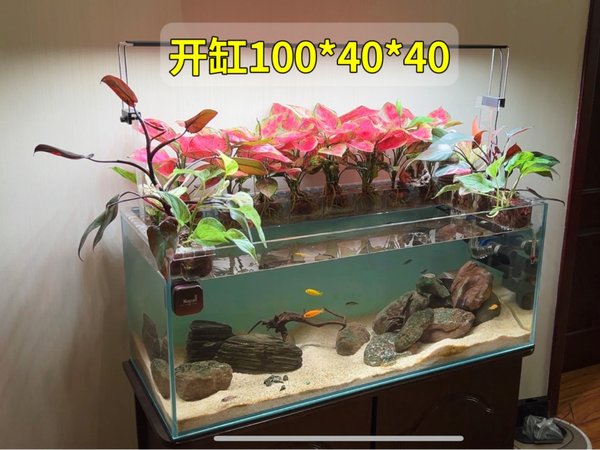 不想换水又想多养鱼还不死鱼？跟我一起开个水培植物生态缸吧！
