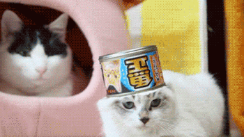 拯救猫咪夏日食欲不振，主食罐头大显身手！