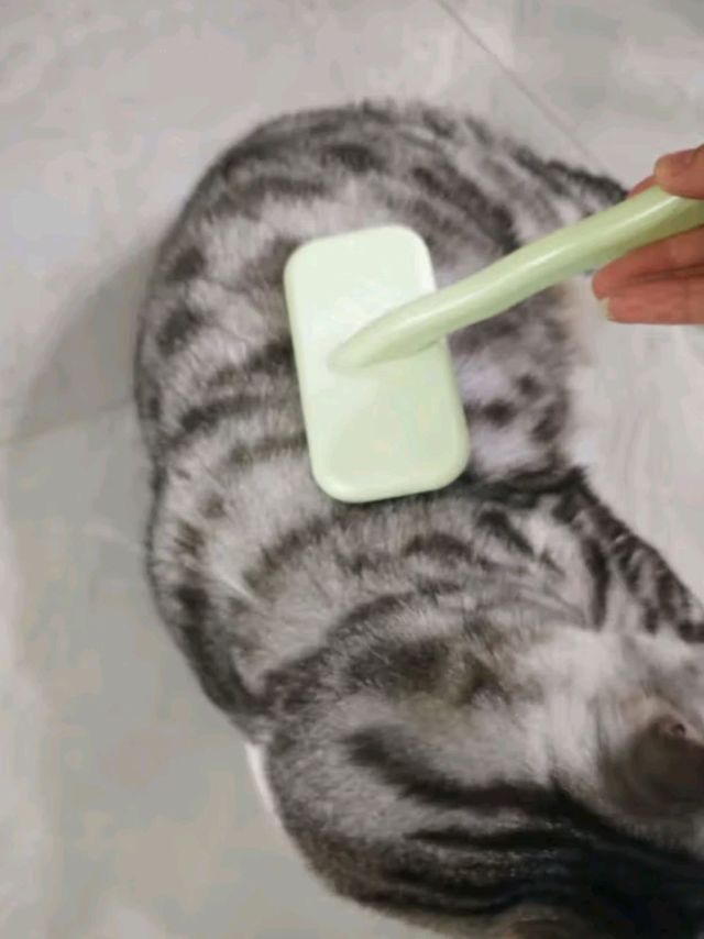 爱宠鲁去毛发，尽享清爽夏季