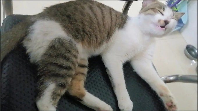 牧场之恋猫咪干粮