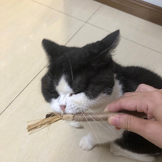 夏天就是空调房里遛猫，一根破木棍能让猫子嗨一天！