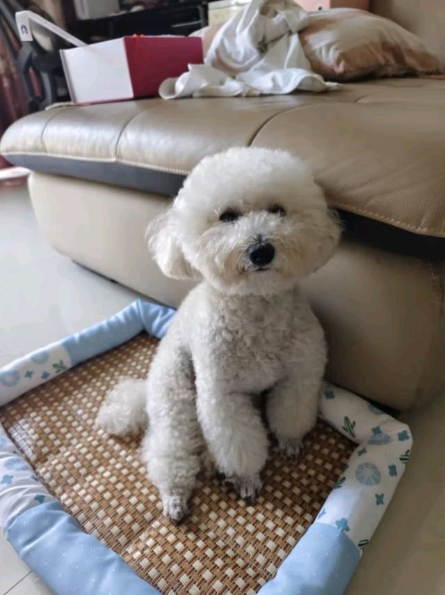 珑小宠仙人掌系列猫狗窝凉席，让爱宠尽享舒适时光！