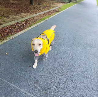 为爱犬打造的雨中时尚保护伞