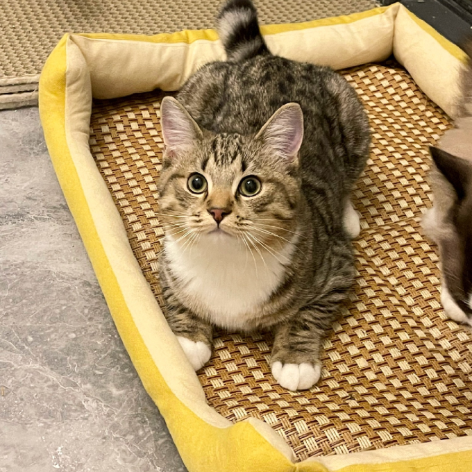 领宠爱通用猫狗窝