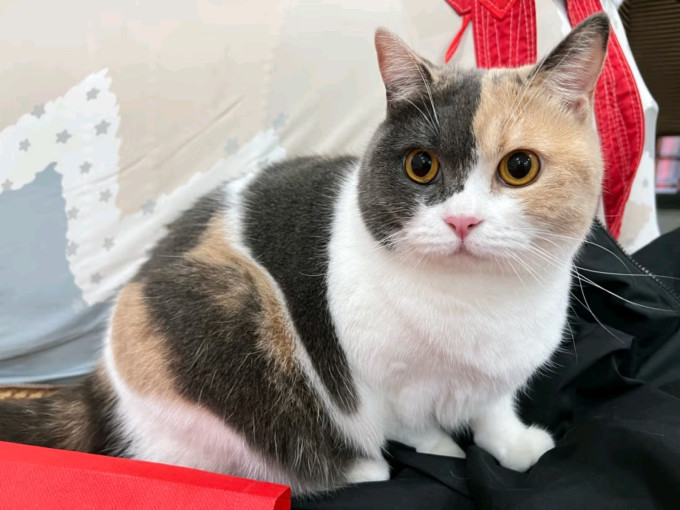 京东京造猫咪湿粮/罐头
