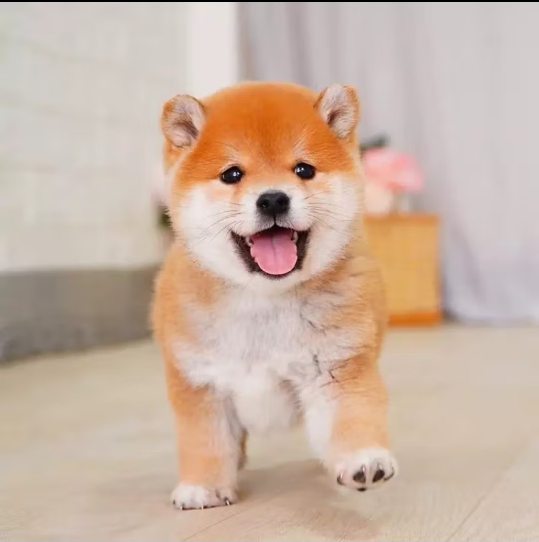 咯咪狗狗怎么样咯咪日本柴犬幼犬纯种宠物狗狗活体短毛犬赤柴犬豆柴双血统微笑犬狗子_什么值得买