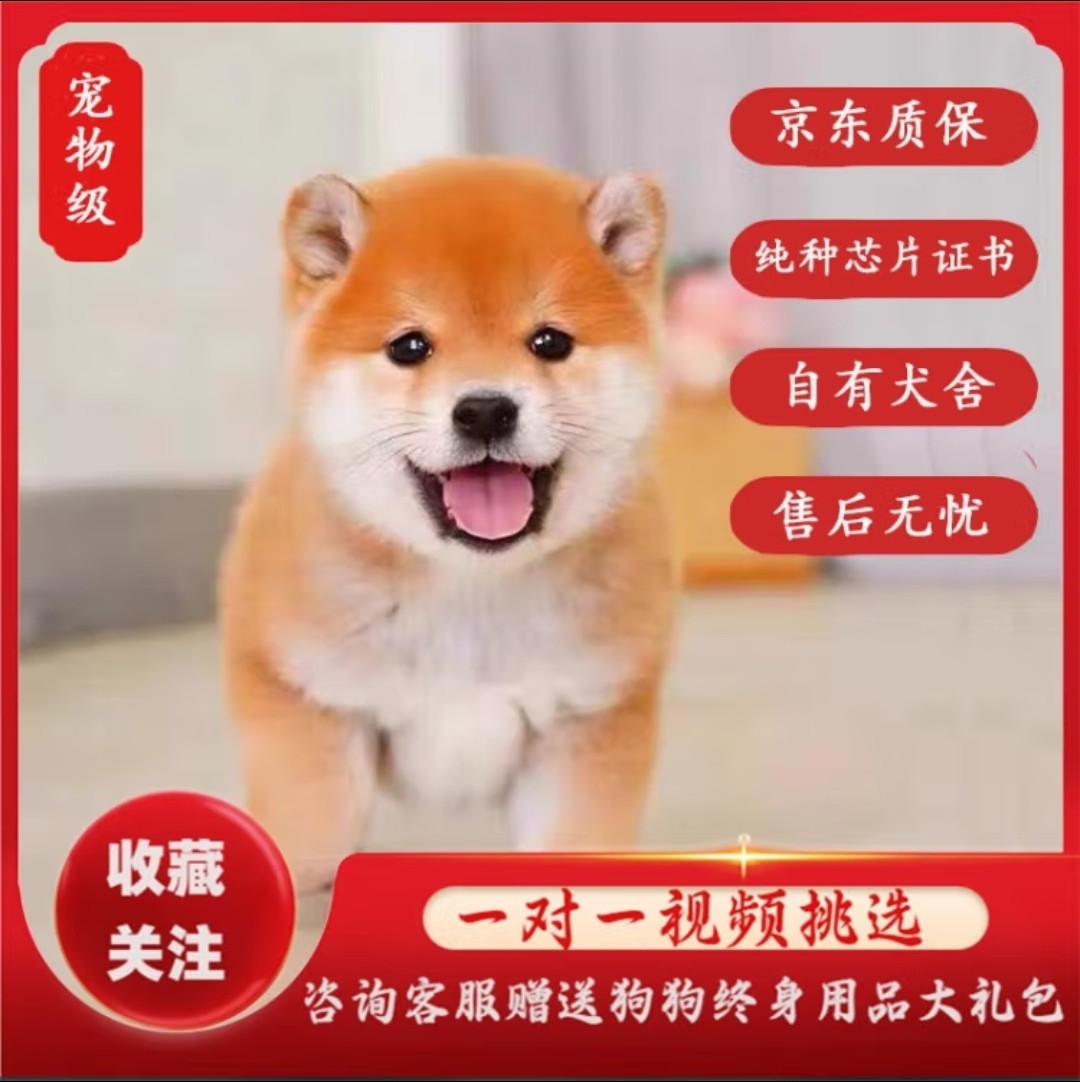 咯咪狗狗怎么样咯咪日本柴犬幼犬纯种宠物狗狗活体短毛犬赤柴犬豆柴双血统微笑犬狗子_什么值得买