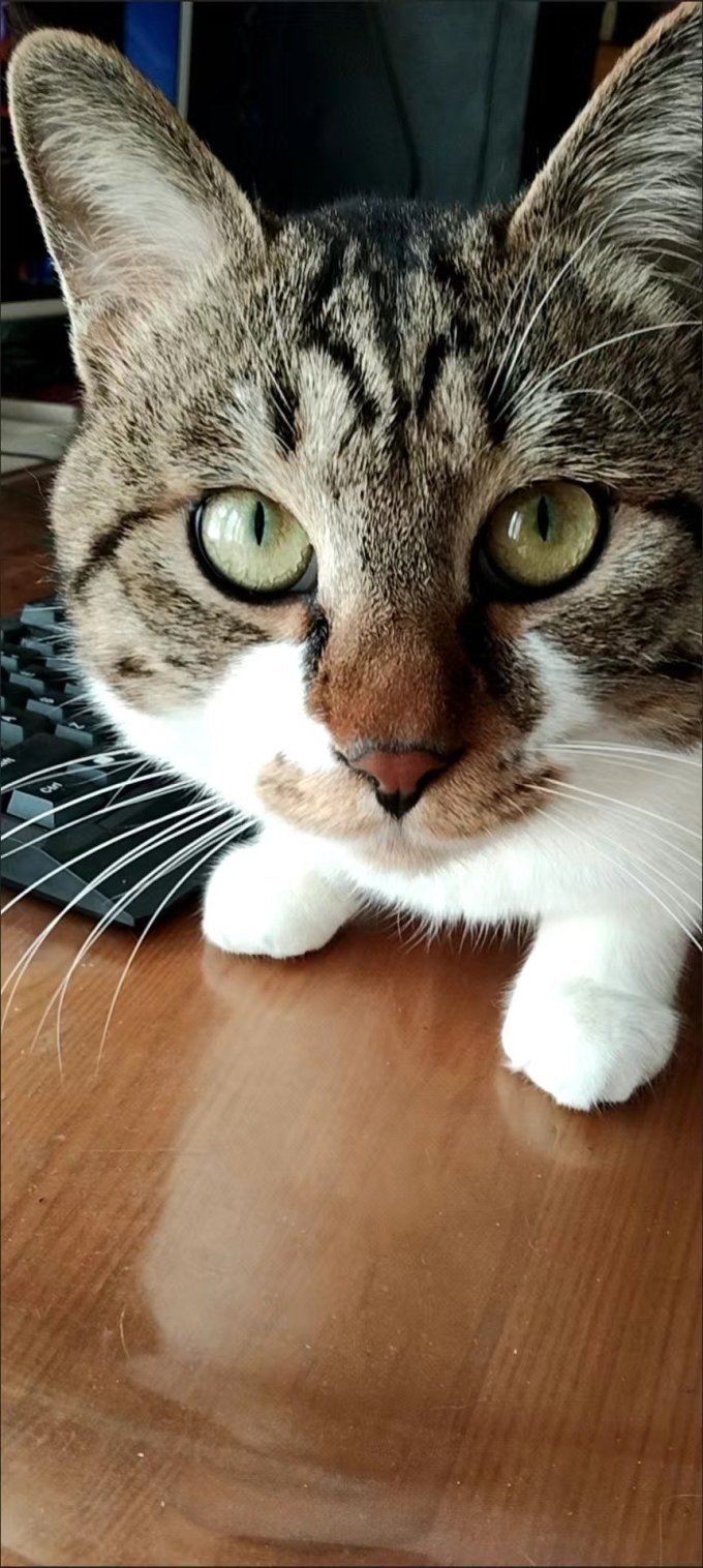 猫咪干粮