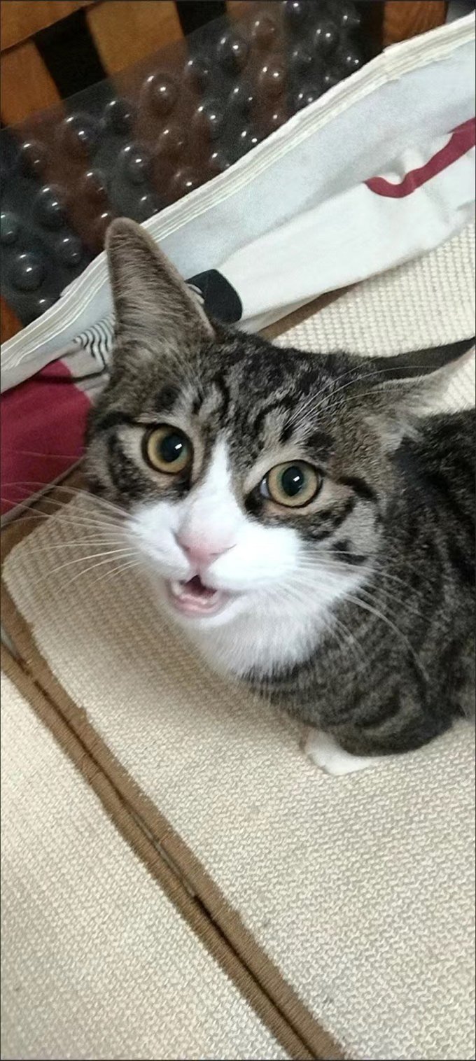 猫咪干粮