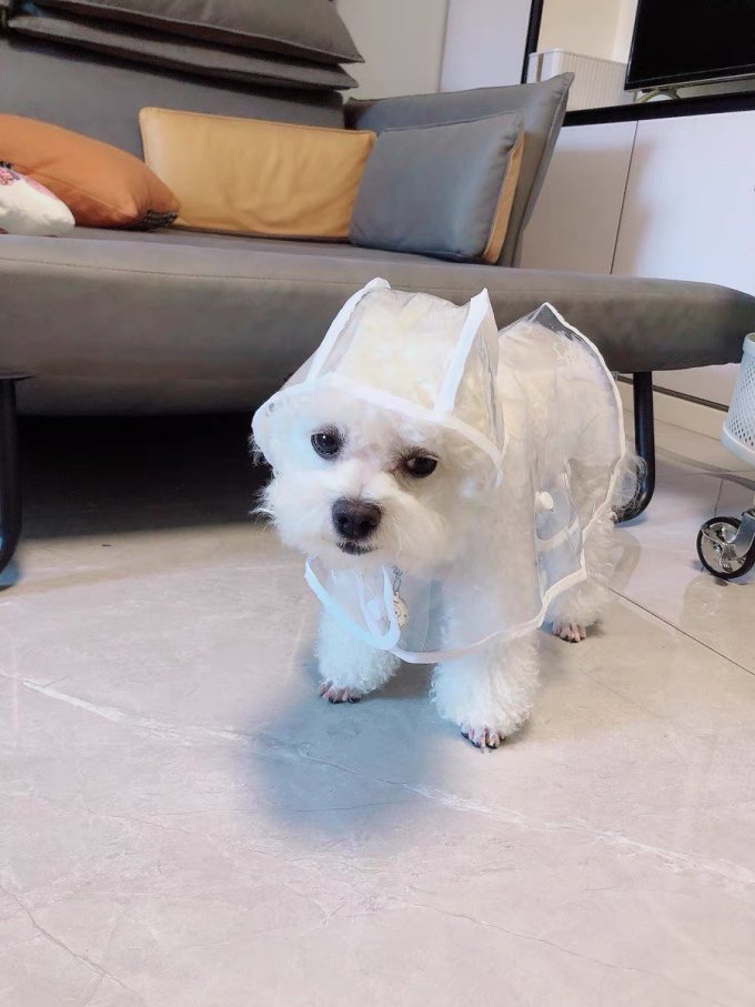 波奇多猫狗通用服饰
