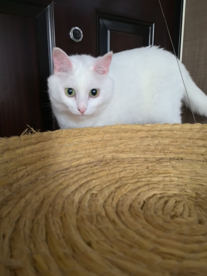 泰格宠物猫笼/猫别墅