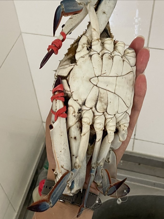遇上鲜蟹类