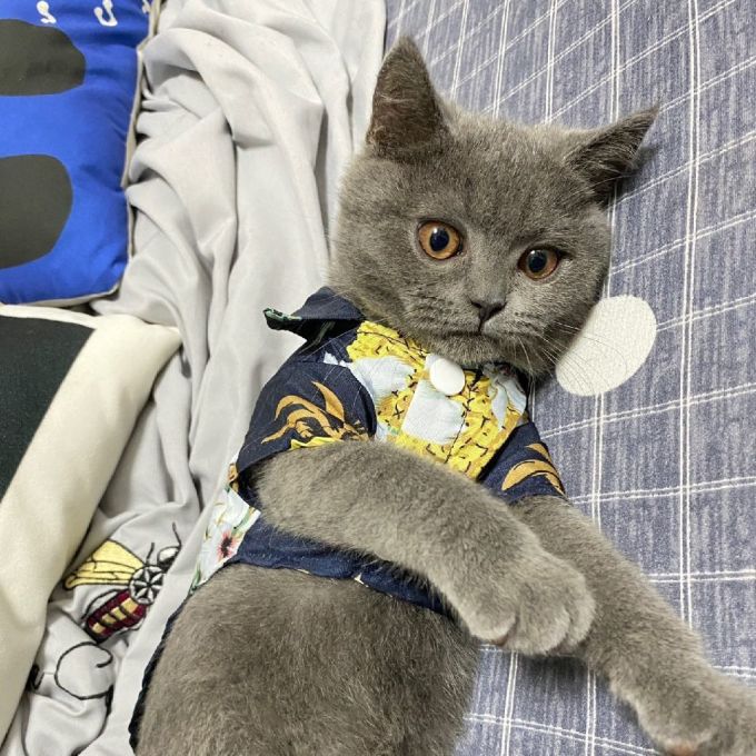 舒拜猫狗通用服饰