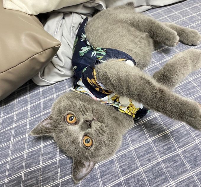 舒拜猫狗通用服饰