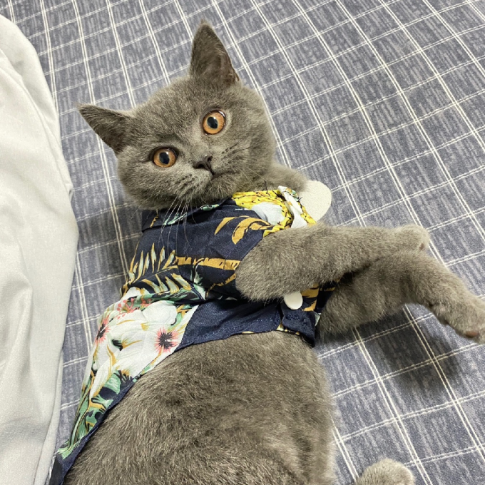 舒拜猫狗通用服饰