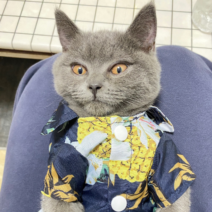 舒拜猫狗通用服饰