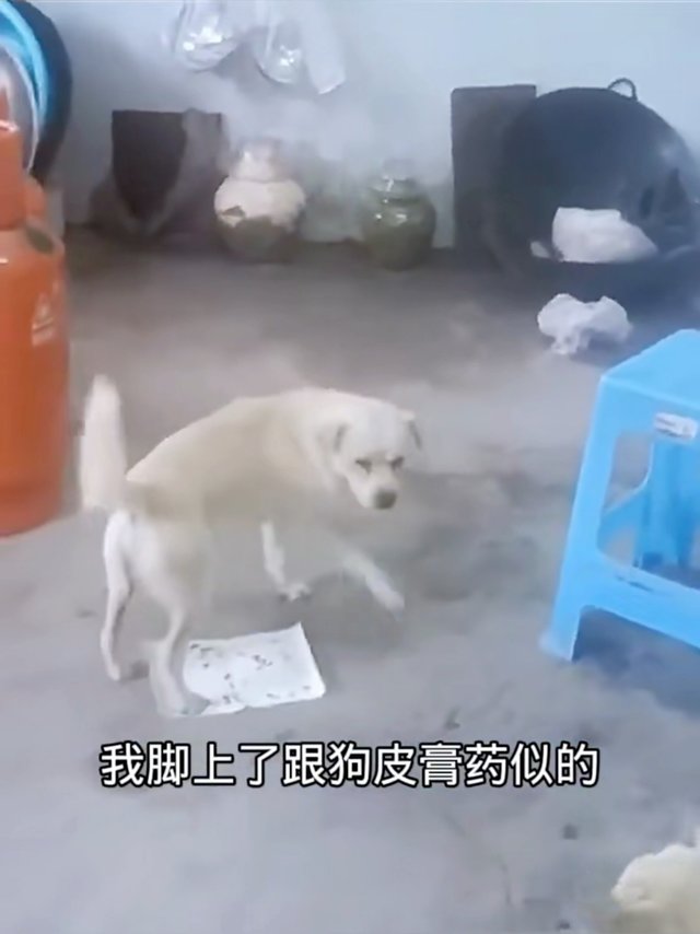 🦟夏季必备！苍蝇贴大揭秘🌞
