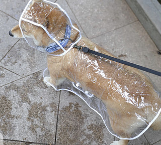 透明雨衣，狗狗遮风挡雨的时尚铠甲