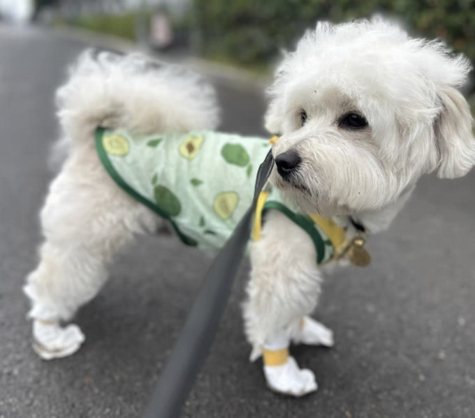 阿莫尔狗狗服饰