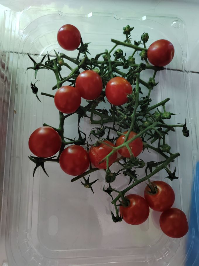 绿行者番茄使用体验