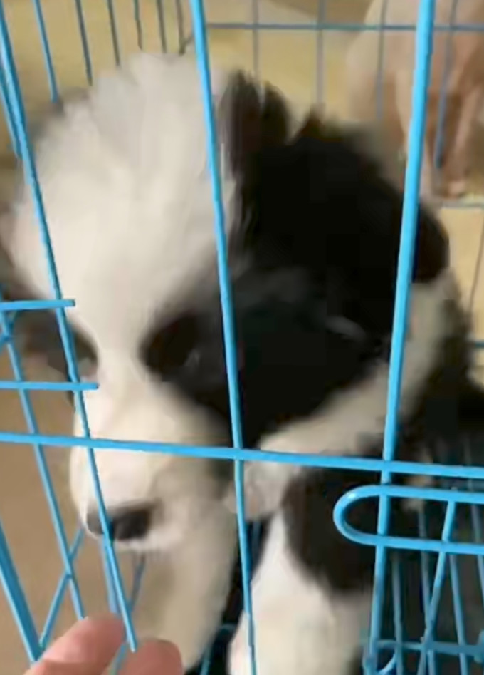 疯狂小狗狗狗干粮