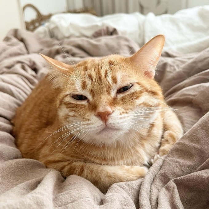 仔仔的慵懒时光:睡眼惺忪的瞬间