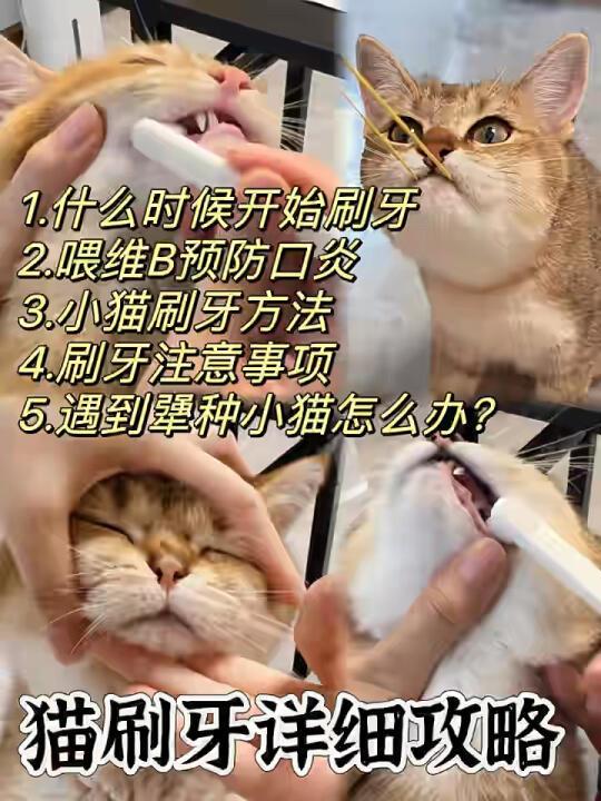 保姆级猫咪刷牙详细攻略❗告别口臭