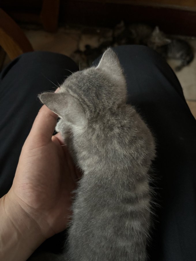 帕蓝姆猫咪湿粮/罐头
