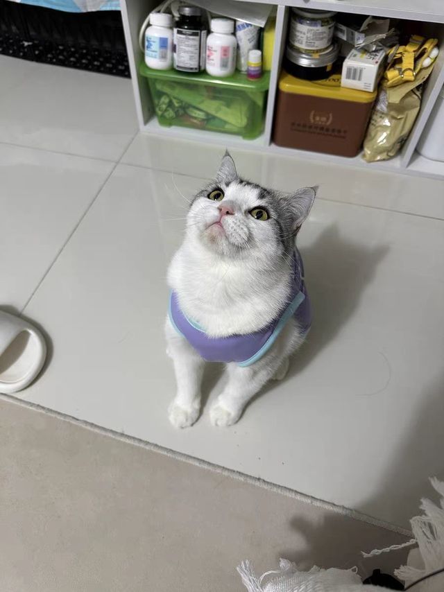 夏日潮流，爱宠必备——猫咪小背心