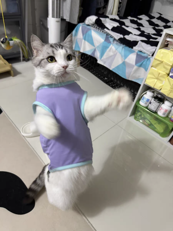 嬉皮狗猫狗通用服饰