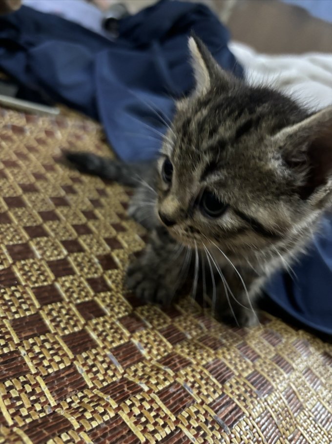 猫咪干粮