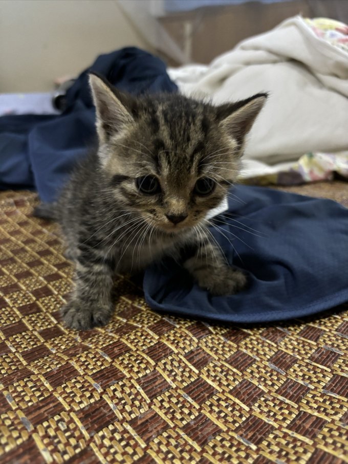 猫咪干粮