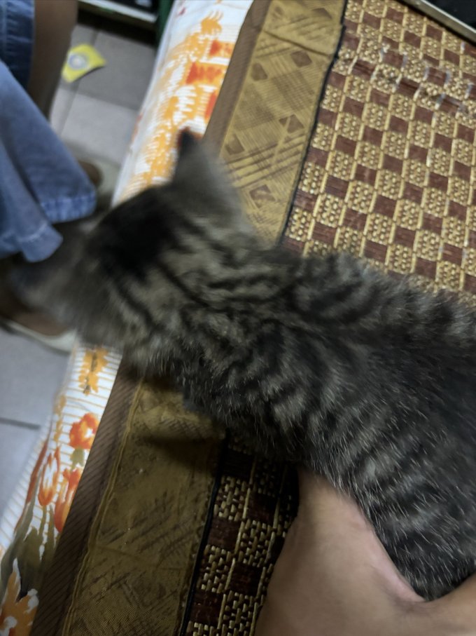 猫咪干粮