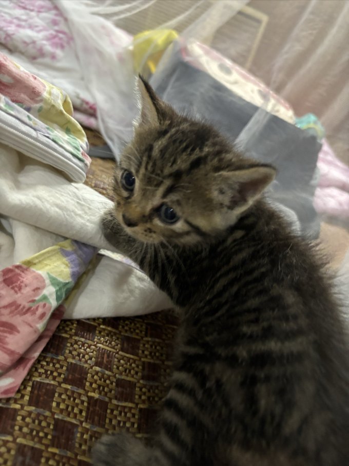 猫咪干粮