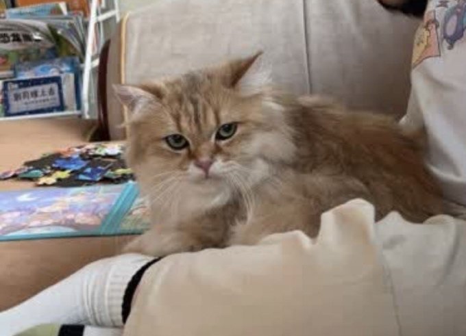 京七猫咪干粮