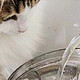横评30多到300多的猫咪饮水机