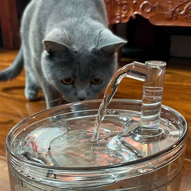 为了毛孩子能多喝几口水，奔五老父亲真是操碎了心