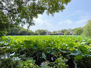 暑期带小朋友来小莲庄看看莲花盛开的美景