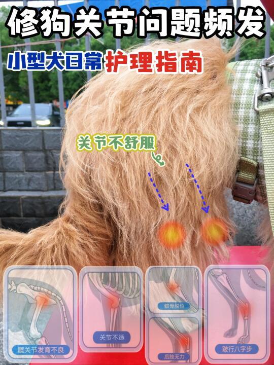 修狗关节问题频发❓小型犬日常护理指南