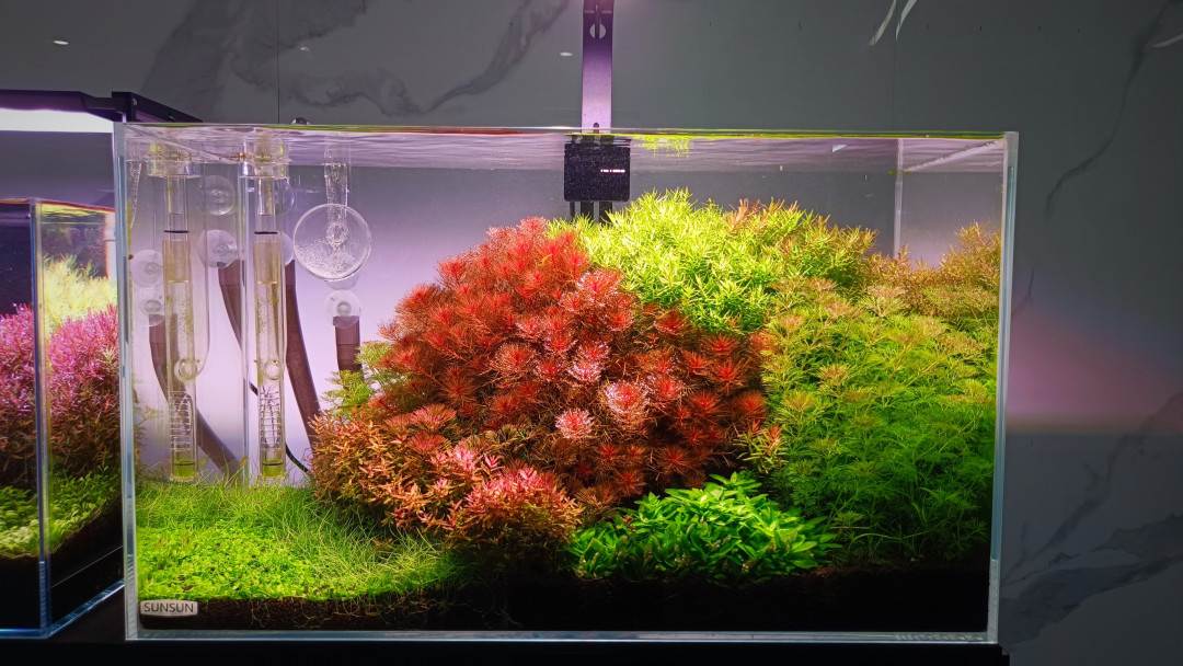职场“爆缸”计划:造景一点儿都不累,就是花点小钱 —「荷兰景」