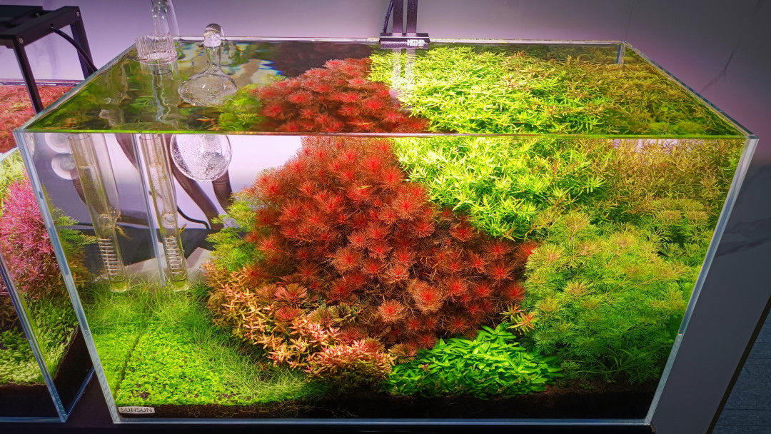 职场“爆缸”计划:造景一点儿都不累,就是花点小钱 —「荷兰景」