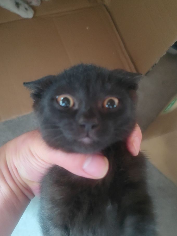 奥芬洁猫砂