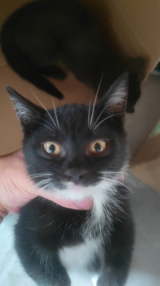 奥芬洁猫砂